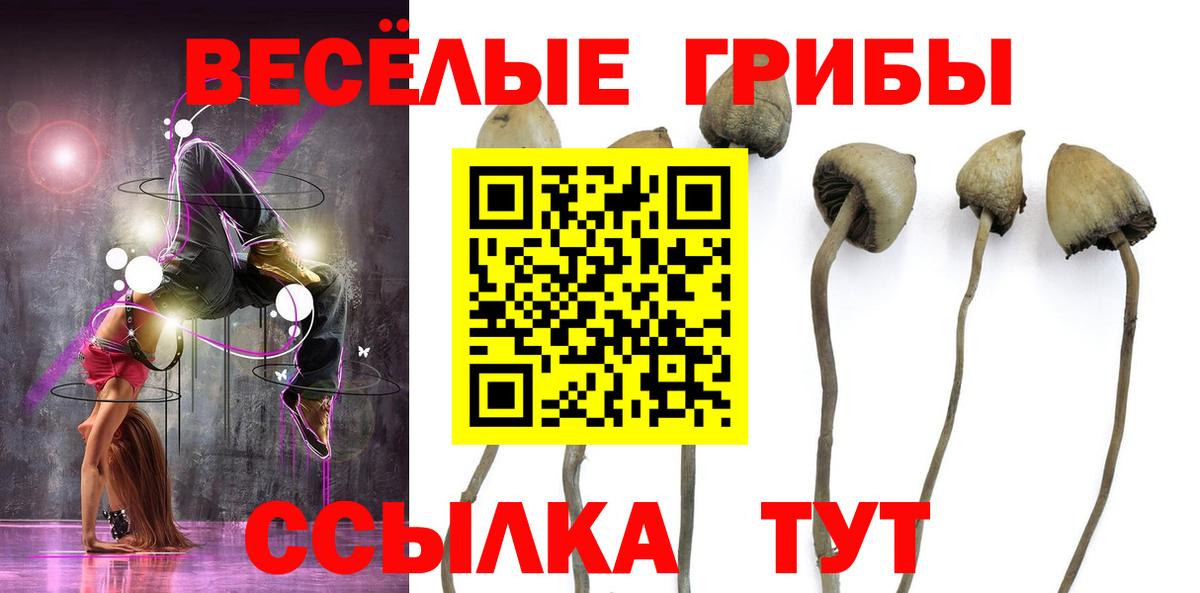 Галлюциногенные грибы Psilocybe Мценск